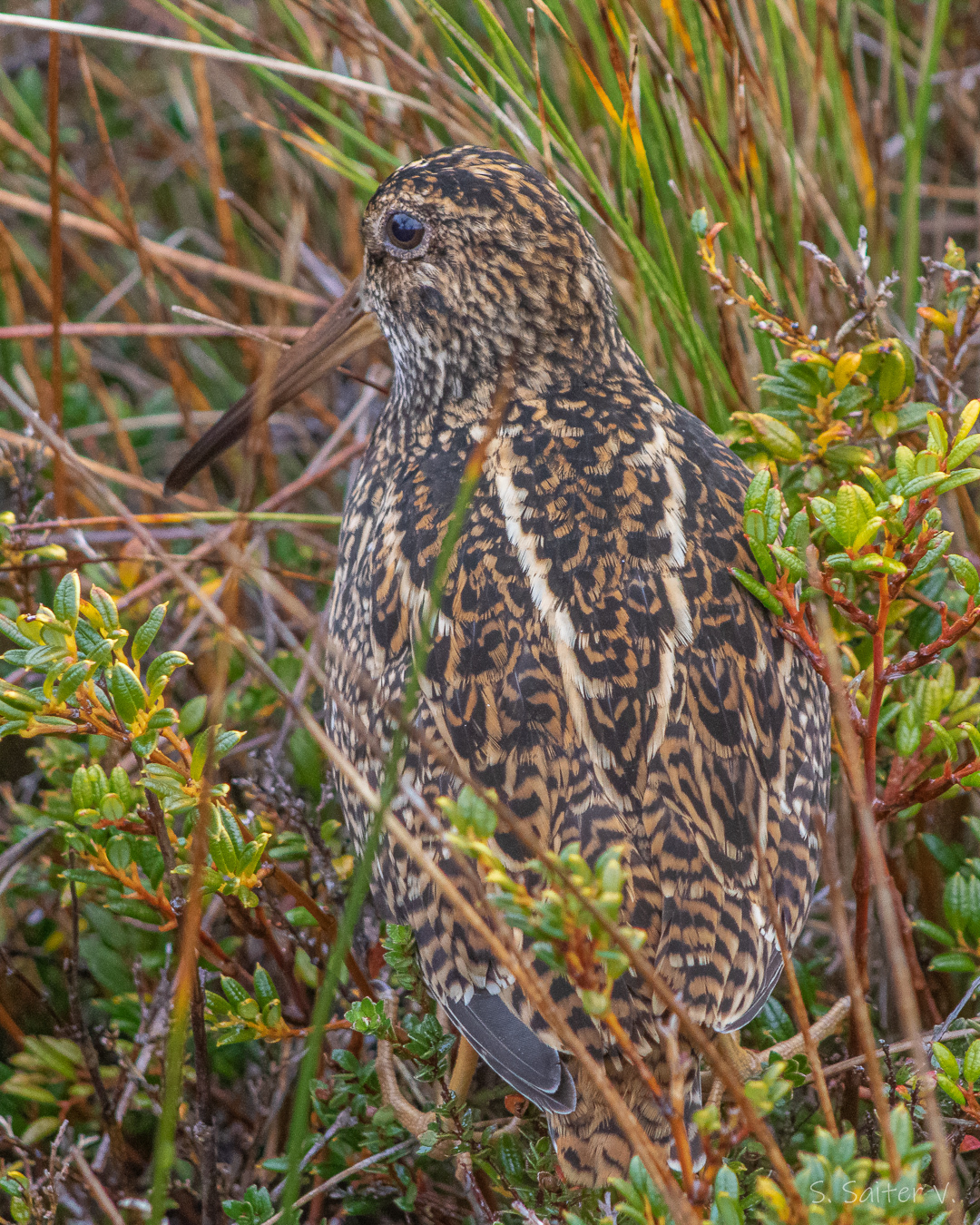 Fuegian Snipe (Gallinago stricklandii), photo 2
