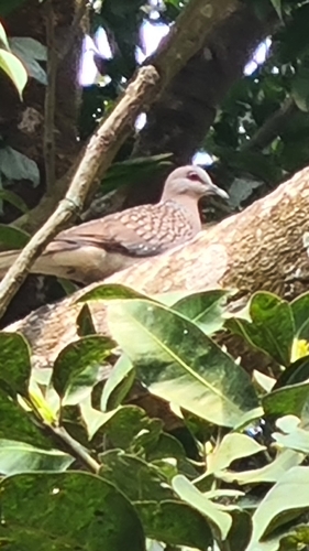 Spotted Dove