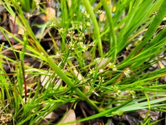 Juncus prismatocarpus leschenaultii