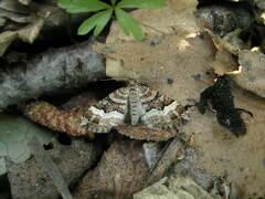 Xanthorhoe biriviata