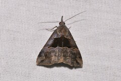 Hypena gonospilalis