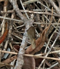 Hypocysta pseudirius