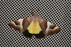 Niceteria macrocosma