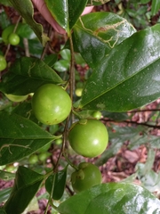 Brunfelsia guianensis