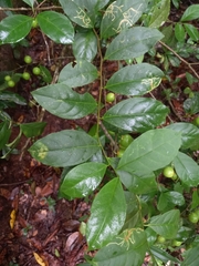 Brunfelsia guianensis