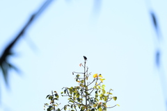 Microhierax caerulescens