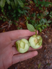 Brunfelsia guianensis