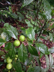 Brunfelsia guianensis