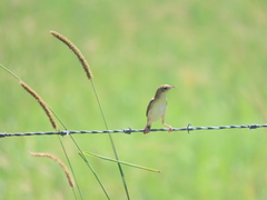 Cisticola exilis