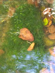 Ceratophyllum demersum