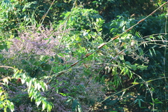 Iole propinqua