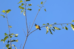 Rubigula flaviventris