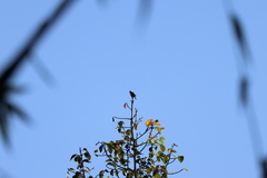 Rubigula flaviventris
