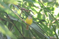 Abroscopus superciliaris