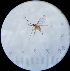 Phlebotominae