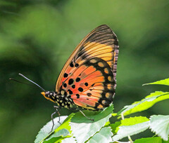Pseudacraea boisduvalii