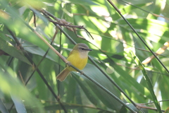 Abroscopus superciliaris