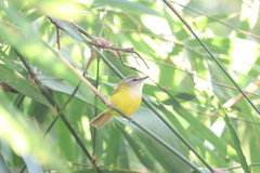 Abroscopus superciliaris