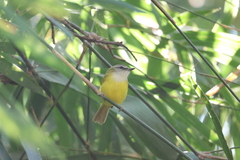 Abroscopus superciliaris