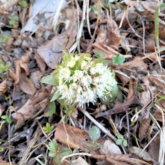 Petasites albus