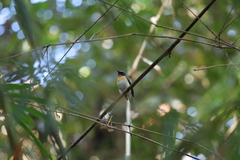 Cyornis rubeculoides