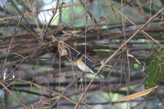 Cyornis rubeculoides