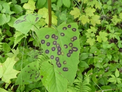 Cystiphora canadensis