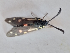 Neurosymploca concinna