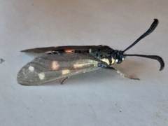 Neurosymploca concinna