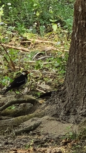 Indian Pied Starling