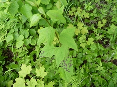 Cystiphora canadensis