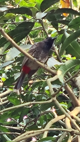 Red-vented Bulbul