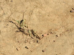 Oedipodinae