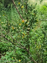 Gymnosporia glaucophylla