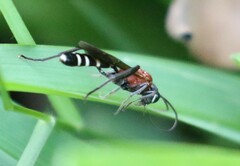 Pseudocillimus rubrithorax