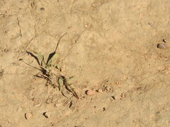 Oedipodinae