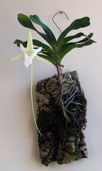 Angraecum sesquipedale