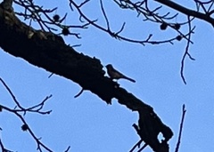 Pipilo erythrophthalmus