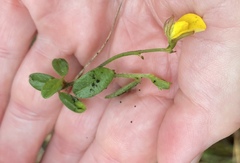 Crotalaria rotundifolia