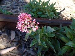 Centranthus ruber