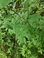 Heteromorpha arborescens
