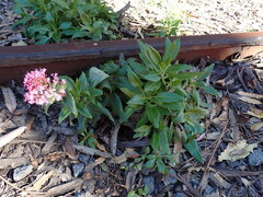 Centranthus ruber
