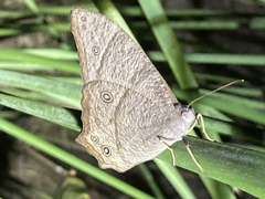 Melanitis leda bankia
