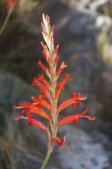 Tritoniopsis triticea