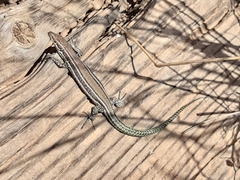 Podarcis hispanicus