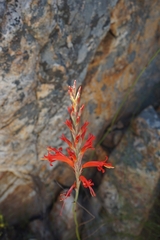 Tritoniopsis triticea