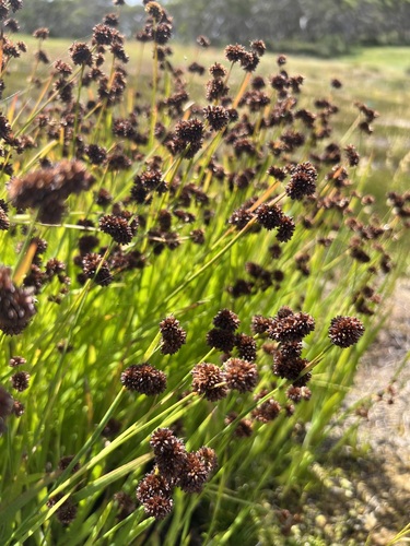 Juncus ensifolius