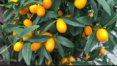 Citrus japonica