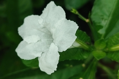 Ruellia tuberosa