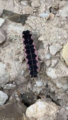 Nyctophila reichii
